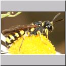 Cerceris cf quadricincta - Knotenwespe w01b.jpg